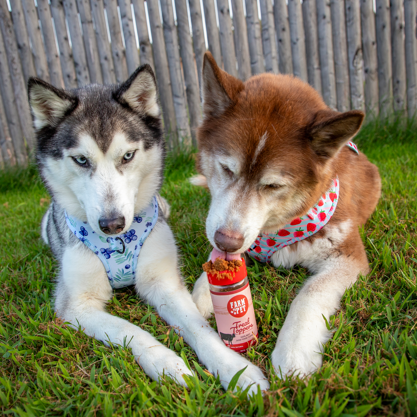 Beef Dog Food Topper- Farm to Pet Healthy Dog Treats