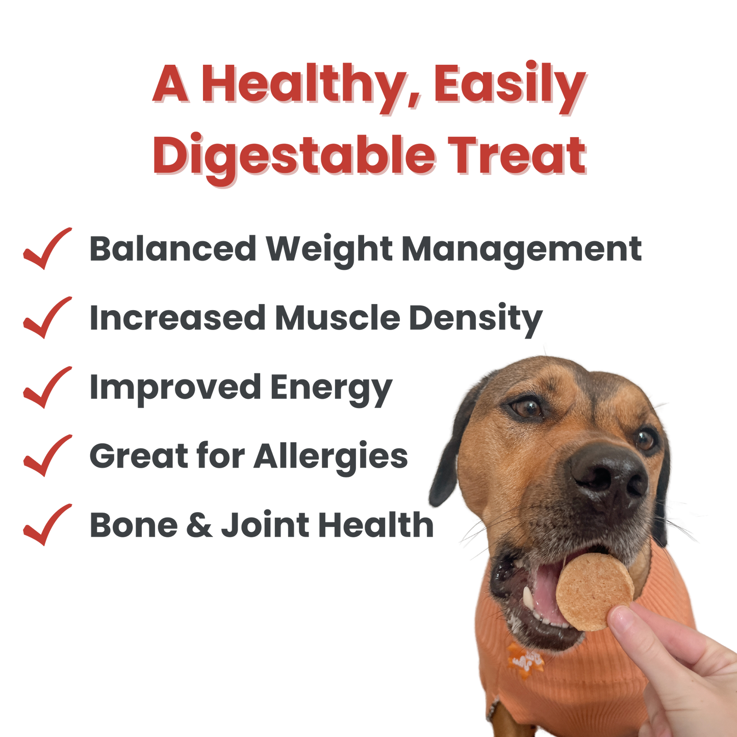 Halloween Dog Treat (2 pack) Chicken, Turkey, Beef, & Fish Snack Pack